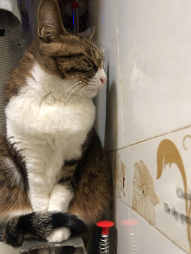 没有喧嚣，没有匆忙，只有暖气微微的温热，和猫咪均匀的呼吸。它把所有防备都收起，安心地陷入这片温暖里，模样温顺又治愈。
