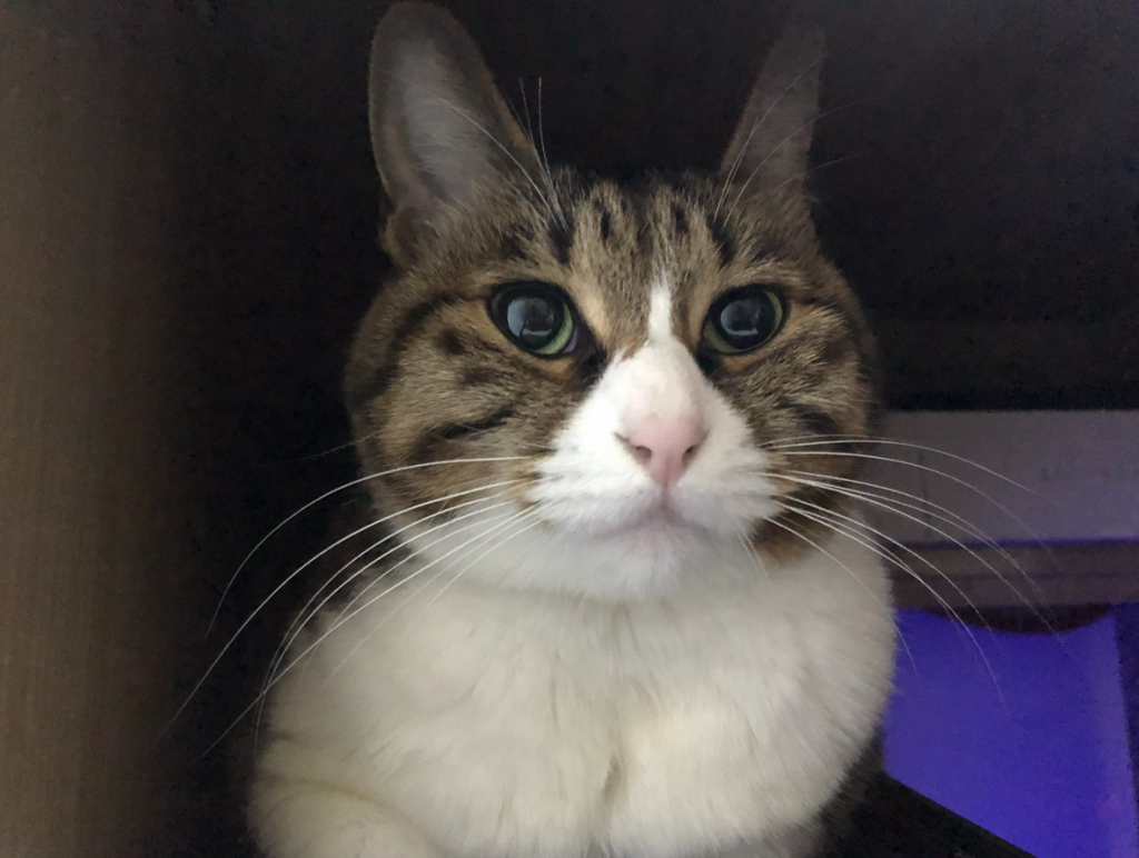 机箱上的小九猫