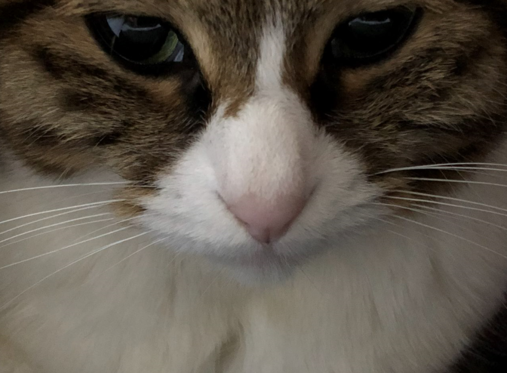 机箱上的小九猫