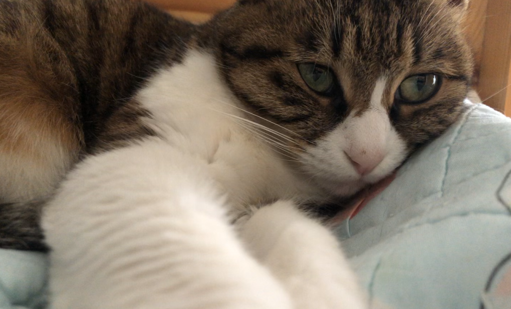 它的名字叫小九