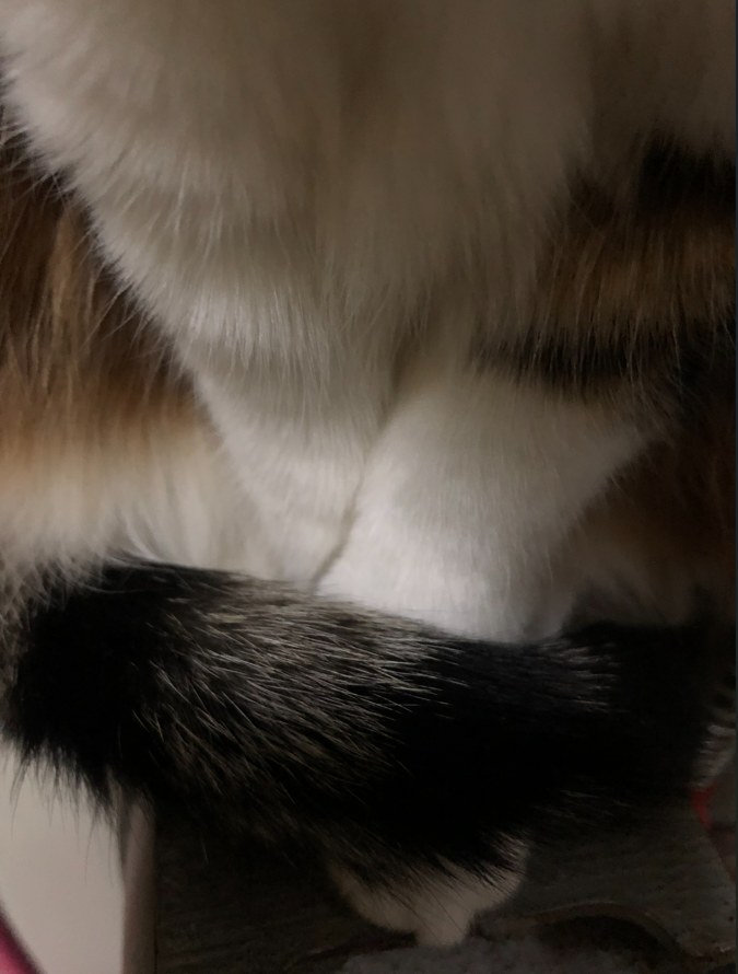 小九的白色前爪和黑棕相间的尾巴。