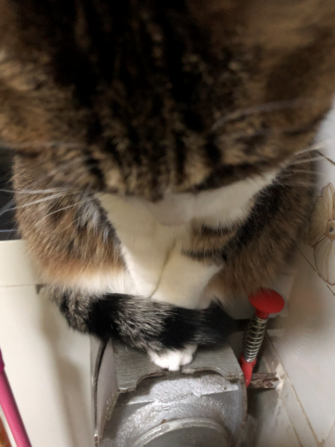 小九的白色前爪和黑棕相间的尾巴。