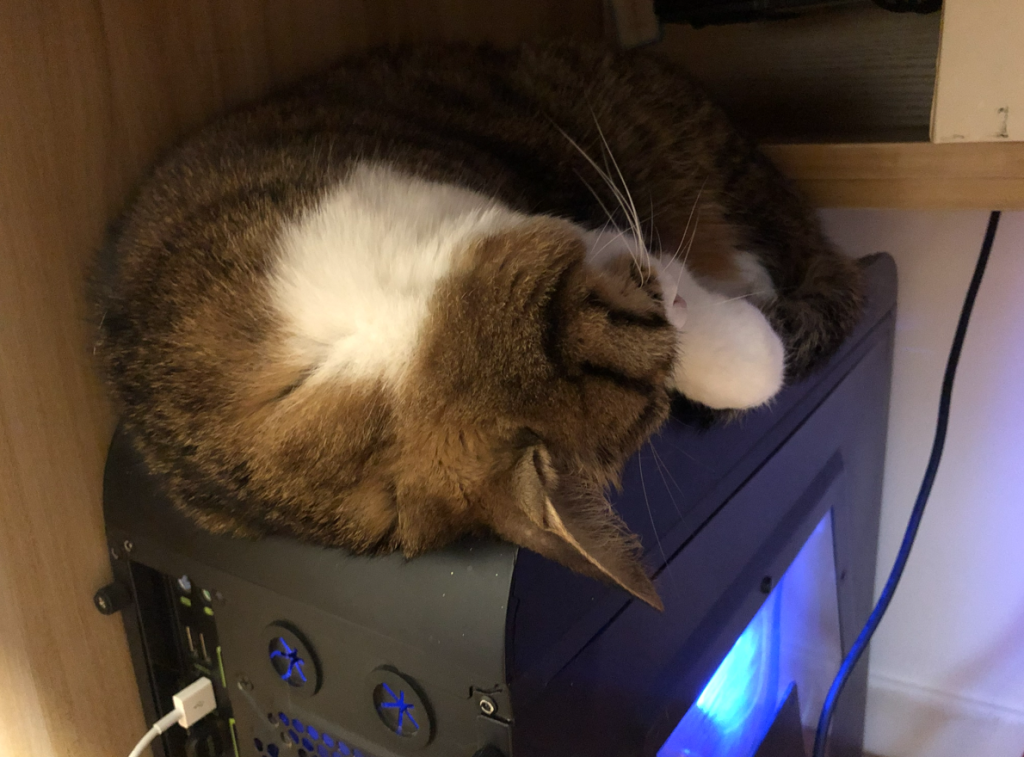 我总觉得，小九是时光派来的温柔使者。 它不喜喧闹，偏爱在暖阳里蜷成一团，蓬松的毛发被晒得暖烘烘的。一双绿瞳清澈透亮，看人的时候安静又认真，仿佛能读懂所有心事。偶尔低头舔舐爪子，动作轻柔，模样慵懒又治愈。 它从不多言，只用陪伴诉说温柔。安静待在一旁，或是轻轻蹭过指尖，就能把疲惫与烦躁悄悄抚平。 有猫如此，日子便多了几分安稳与清欢。一室温馨，岁岁相伴，便是人间最好的小幸福。