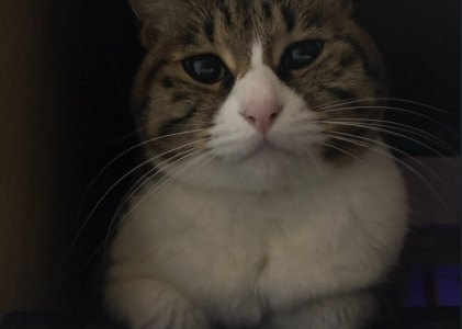 机箱上的小九猫