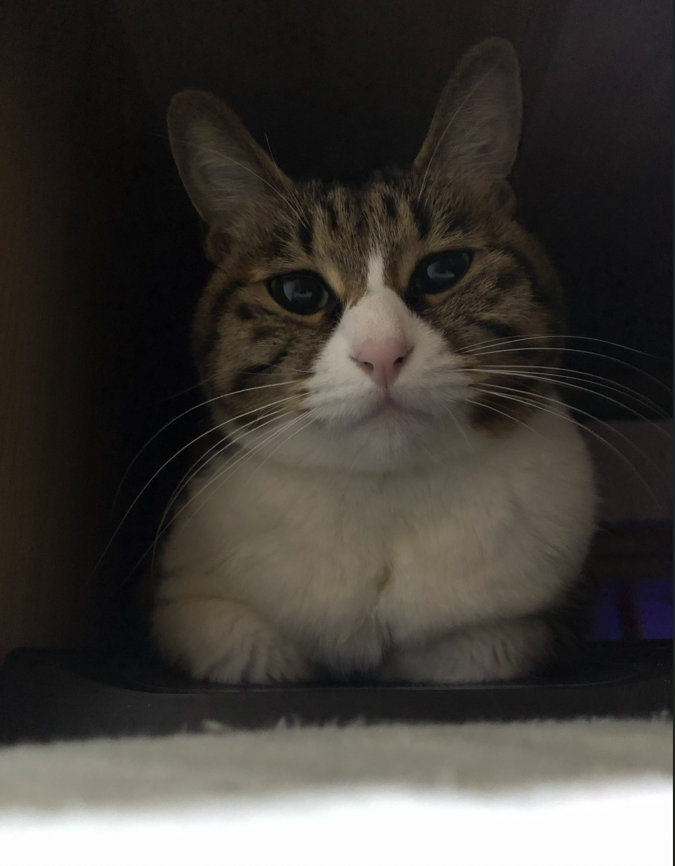 生活常常很吵，人心有时很复杂，而猫，是最简单的治愈。它教会我们：不必讨好谁，不必追赶谁，舒服自在，就是最好的状态。困了就睡，醒了就懒，不慌不忙，自得其乐。有猫相伴，日子便多了几分安稳与清欢，一室温馨，岁岁相伴，便是人间最好的小幸福。