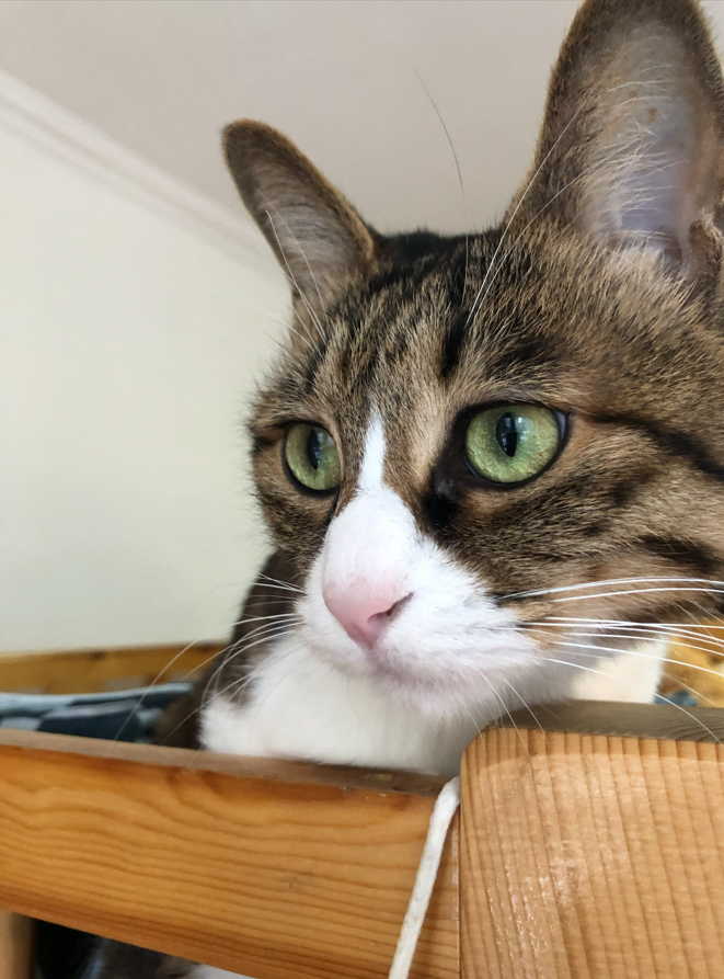 时光缓缓，岁月清欢，不过一猫一窗，一静一安然。