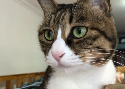 一猫一窗，一静一安然。