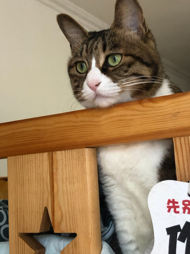 时光缓缓，岁月清欢，不过一猫一窗，一静一安然。