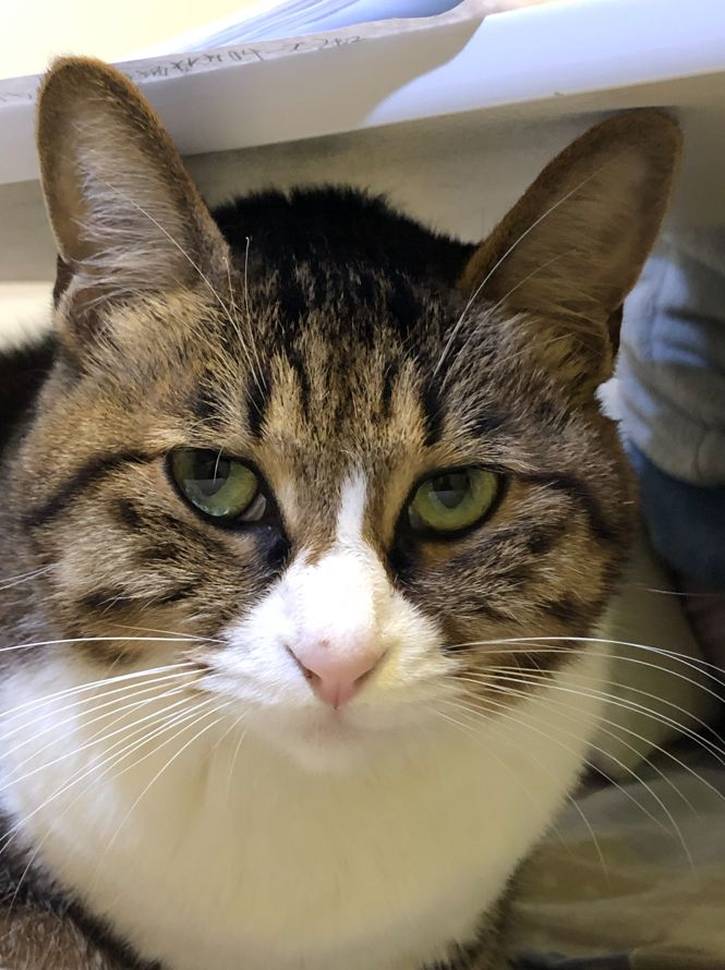 一念清净，猫影自明。