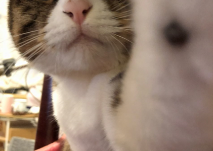 一念清净，猫影自明。