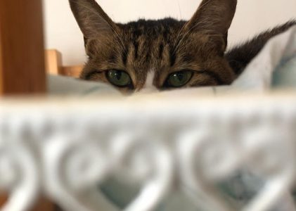 躲猫猫的小九猫